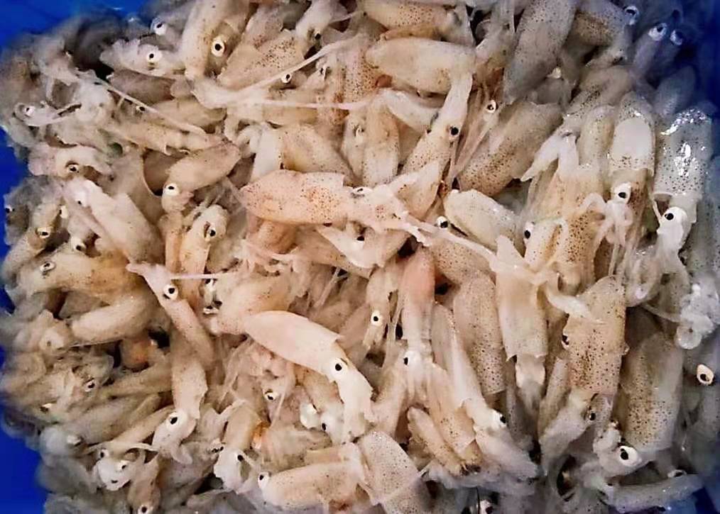 青岛特产水产小海兔鲜活笔管鱼小鱿鱼小墨鱼仔小乌鱼110元3斤 小海兔