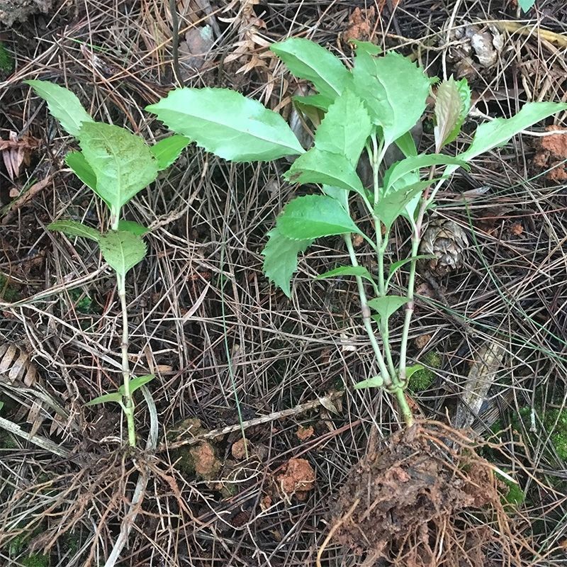 野生现挖草珊瑚苗接骨莲金粟兰肿节风九节茶满山香全株入药 大株3年
