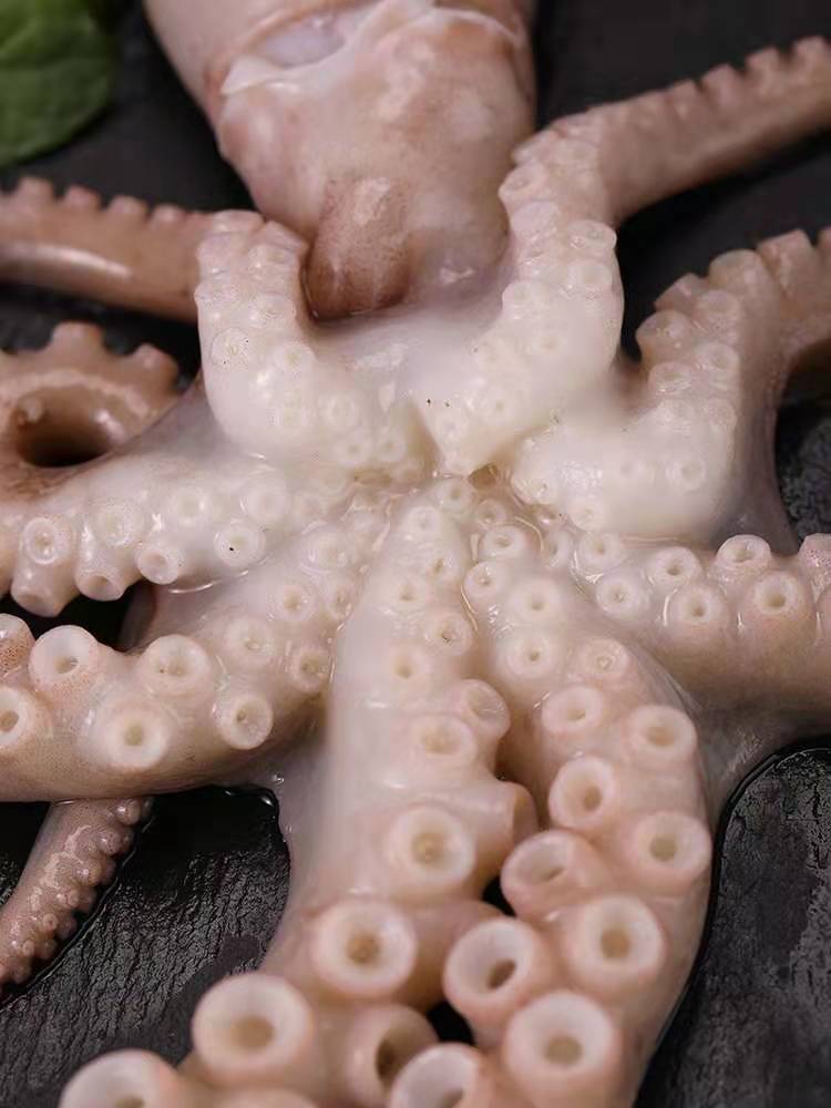 大长腿八爪鱼网红爆头八爪鱼新鲜鲜活长腿八爪鱼海捕大八爪鱼 网红