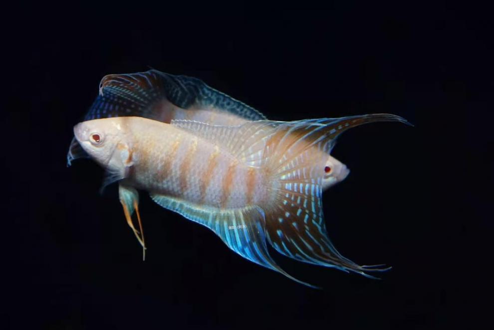 秋颖 白化红火焰斗鱼小型观赏鱼淡水冷水好养改良中国斗鱼活体鱼鱼苗