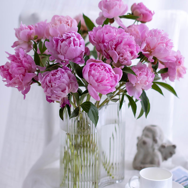 重瓣芍药鲜切花月季牡丹花束家用重瓣芍药5支白色不含花瓶