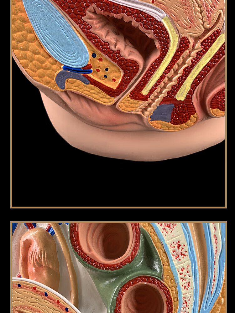 男女性盆腔矢状解剖模型女性生殖器官模型男女性生殖系统子宫模型一