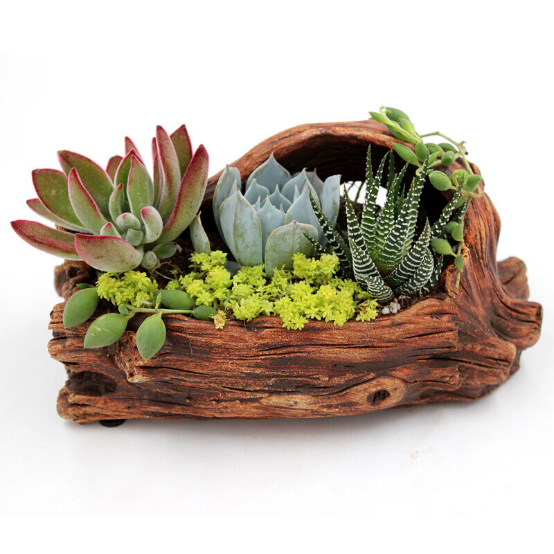 现货 京东云仓发货 多肉植物组合盆栽 微景观 创意桌面摆件 深色花盆