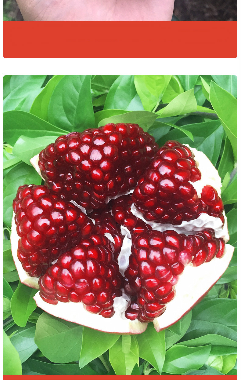 石榴大果新鲜攀枝花特产红籽薄皮无籽红宝石甜石榴应当季时令孕妇水果