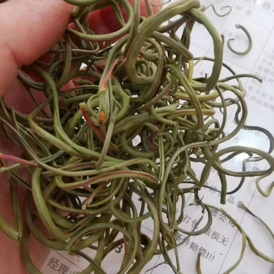 肾精草长白山东北野生肾精草男女泡水草五宝草新货医味 长白山野生肾