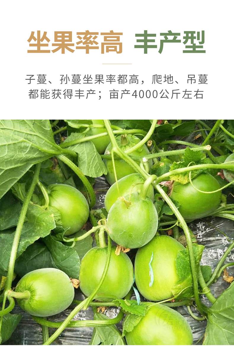 甜瓜种子种籽孑特甜黄薄皮香瓜夏季南方四季水果 斯威特1号甜瓜种子