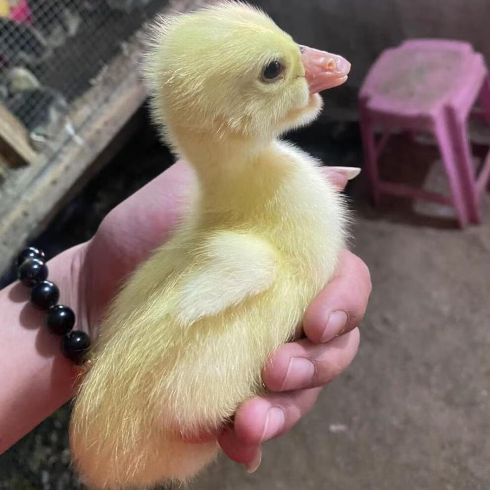 汕头鹅苗巨型灰狮头鹅苗活体鹅澄海特大正宗狮头鹅大鹅小鹅苗包活