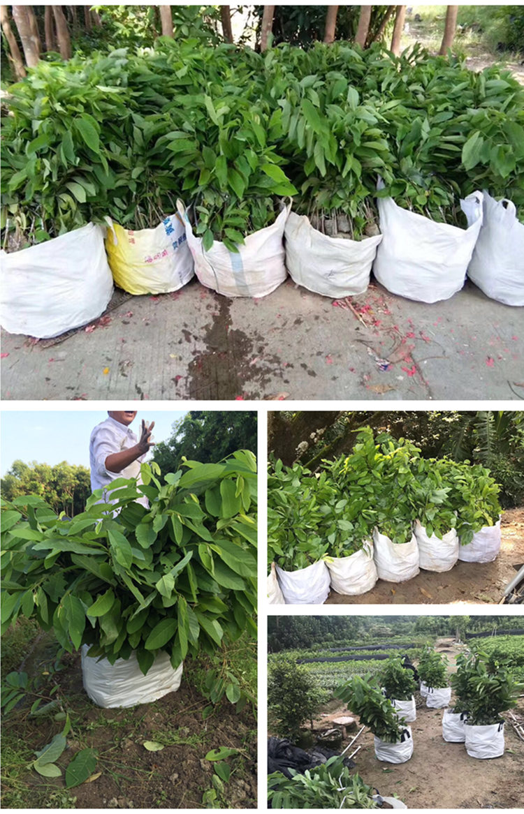 凤梨释迦苗蜜释迦苗佛陀果树苗嫁接苗果树苗地栽盆栽番荔枝苗 100-500