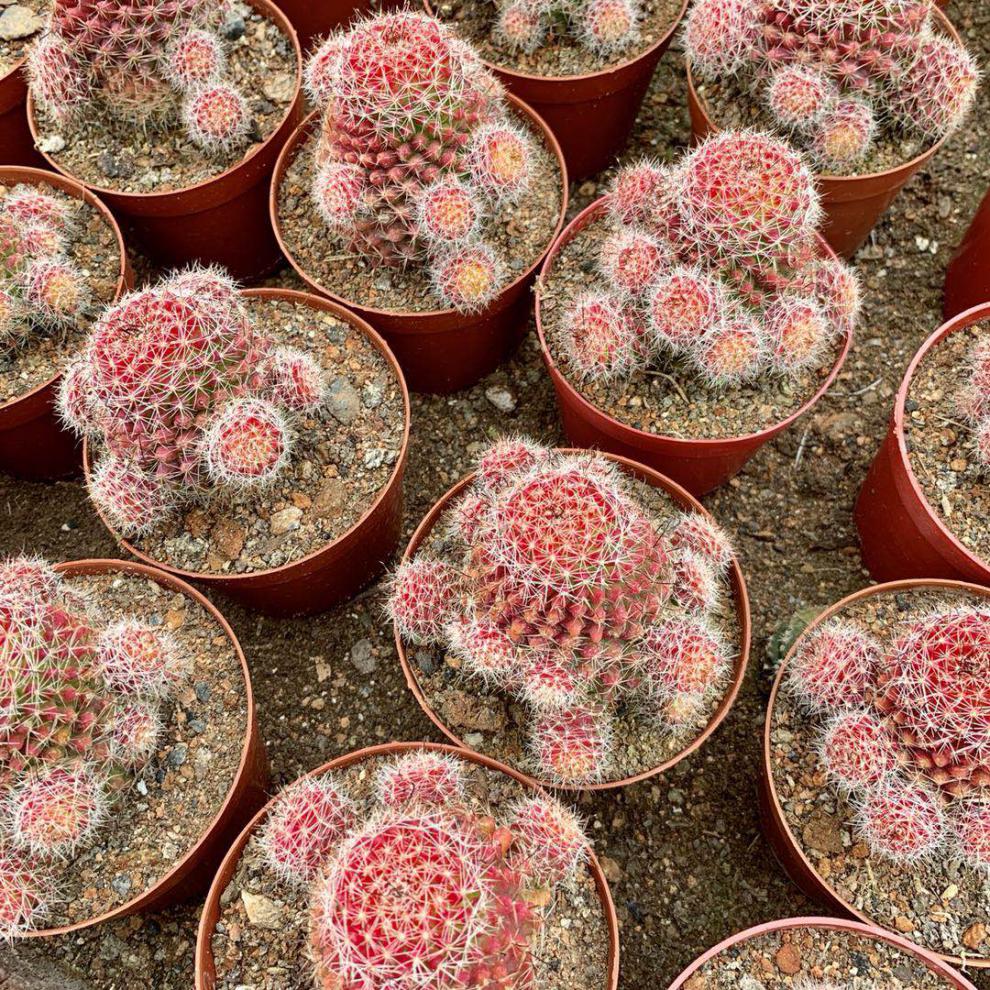 红娜丸仙人球红色稀有品种自根仙人掌类植物多肉花卉小盆栽 红娜丸单