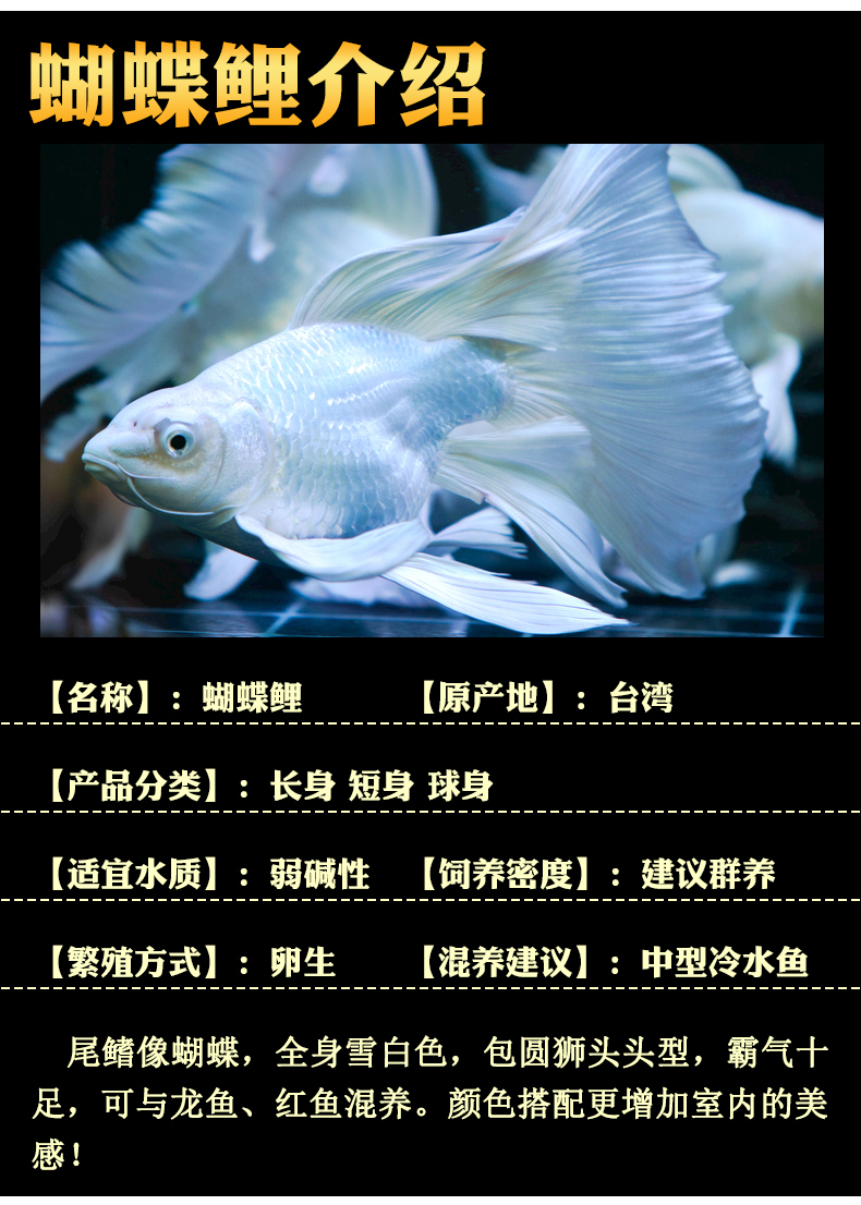 台湾蝴蝶鲤鱼百科图片