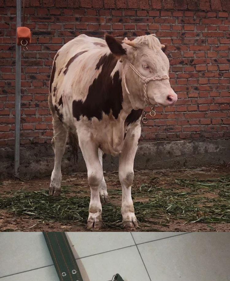 小牛犊笼头牛笼头套手工编织龙头套龙套缰绳牛场设备养牛场牛用 8mm加