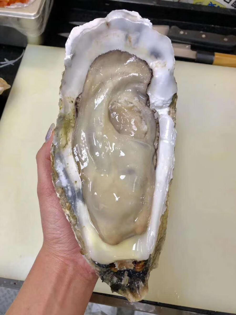 【1个1斤起】超大鲜活生蚝新鲜牡蛎海鲜水产特大蚝巨无霸包 5-6两1个