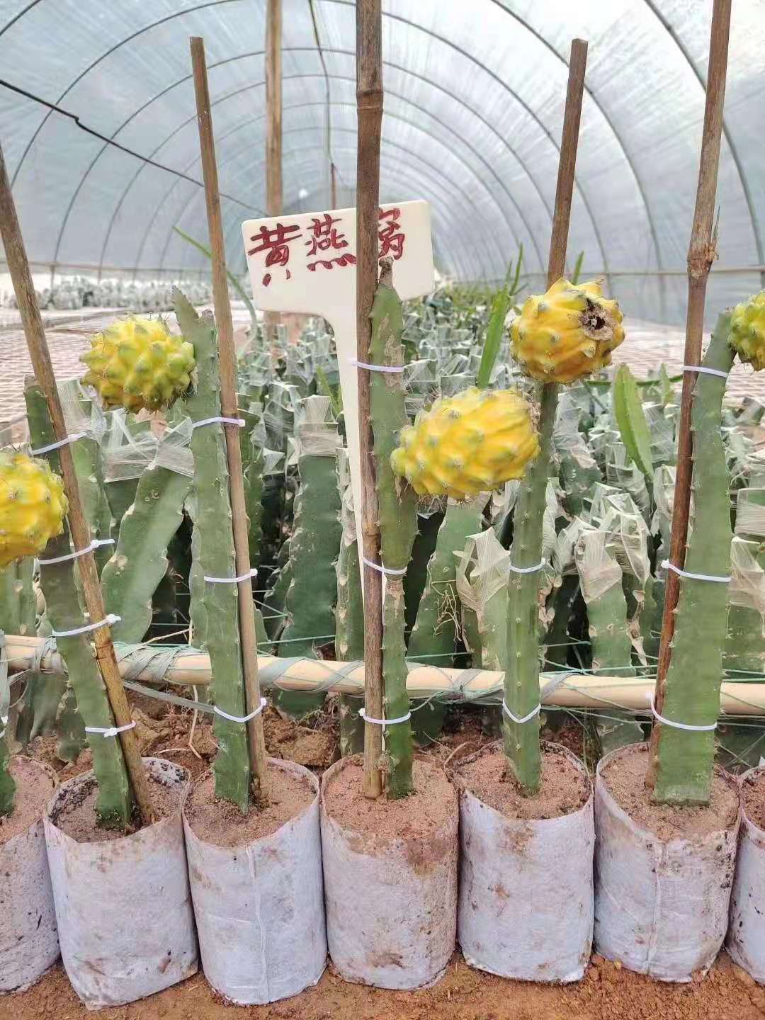 燕窝果苗带果新品种黄皮白肉火龙果嫁接苗麒麟果树当年结果庭院种 无