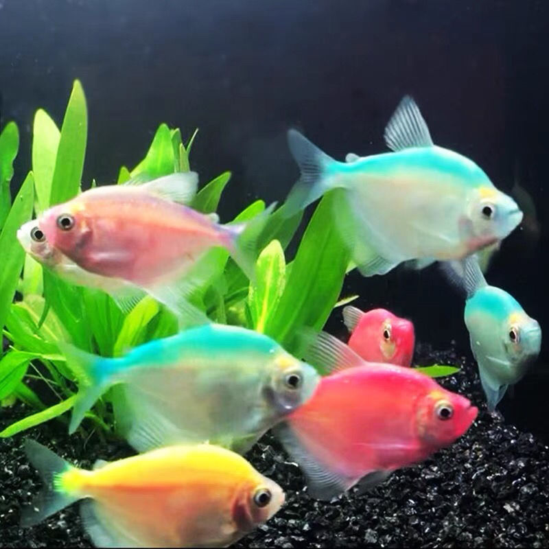 观赏鱼彩裙鱼黑裙鱼淡水鱼热带鱼活体小型彩群鱼灯火鱼彩色群游鱼 七