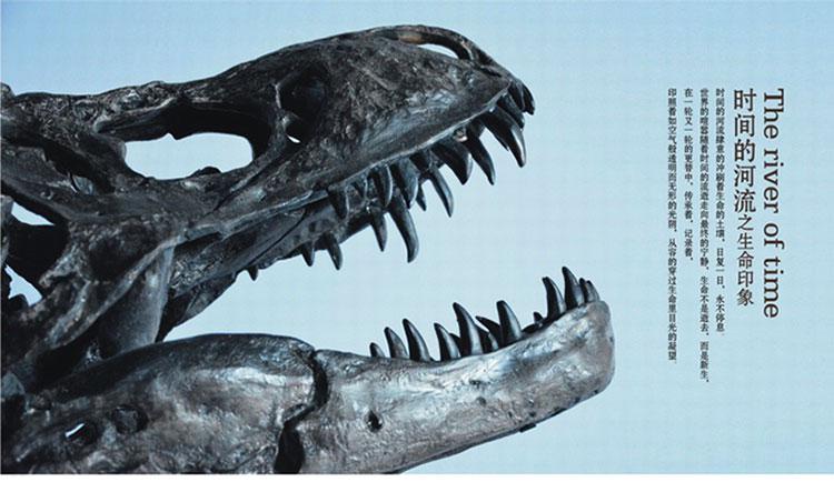 沧龙牙齿化石恐龙犀牛剑齿虎动物头骨仿真化石标本摆件教学道具工艺品