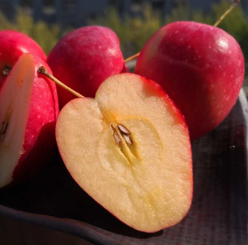 顺丰空运礼盒新疆伊犁香妃海棠中秋礼盒苹果香妃果水果新鲜3斤3045颗