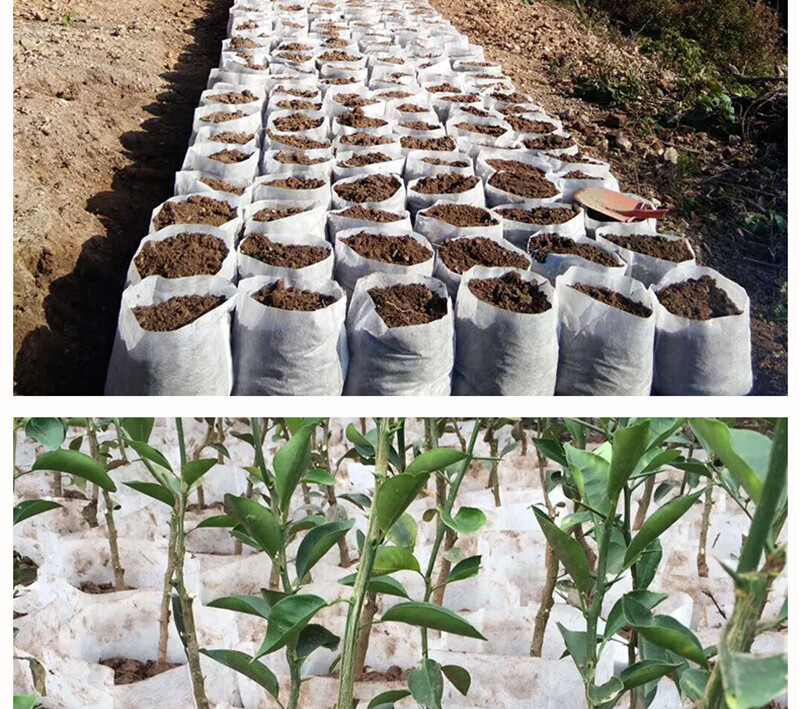 育苗无纺布袋营养袋营养杯可降解免脱袋营养钵无纺布盆200个宽12厘米