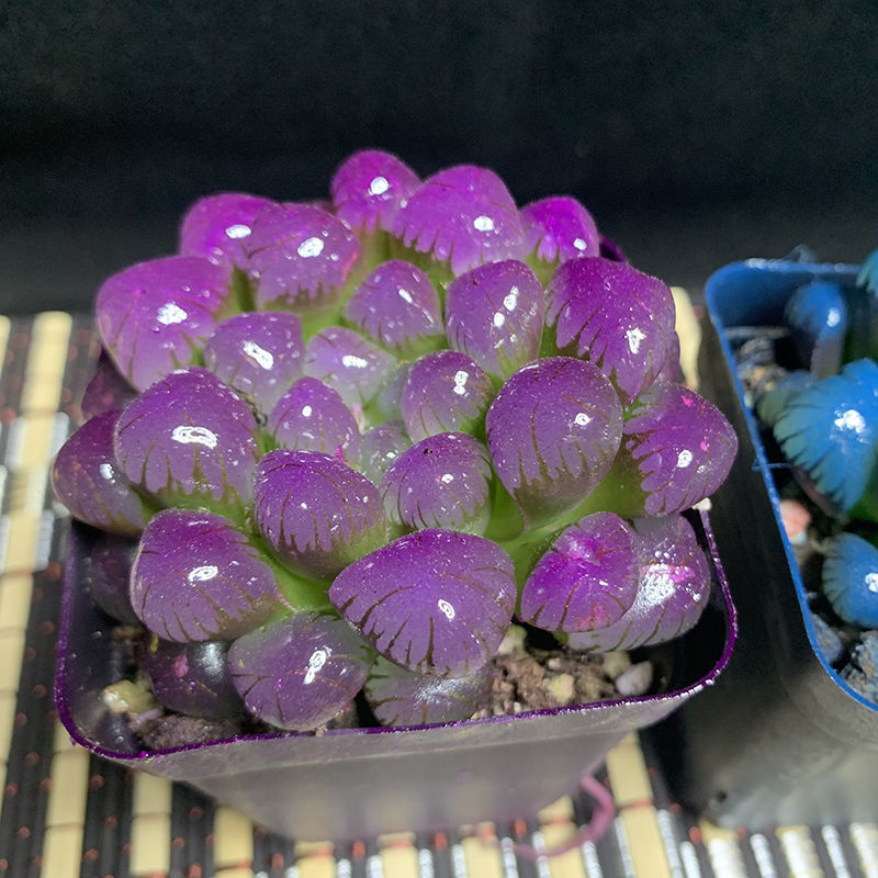 冰灯玉露彩色多肉植物四季易养活潘氏水晶玉露室内桌面盆栽蓝色大号