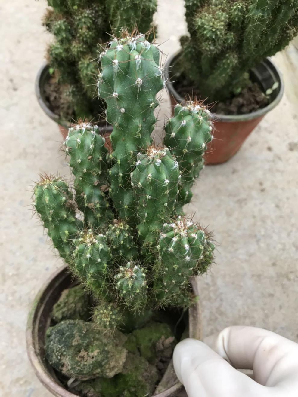 仙人掌多肉植物虎頭山影栽萬重山彩麒麟掌虎頭山影15釐米不含盆