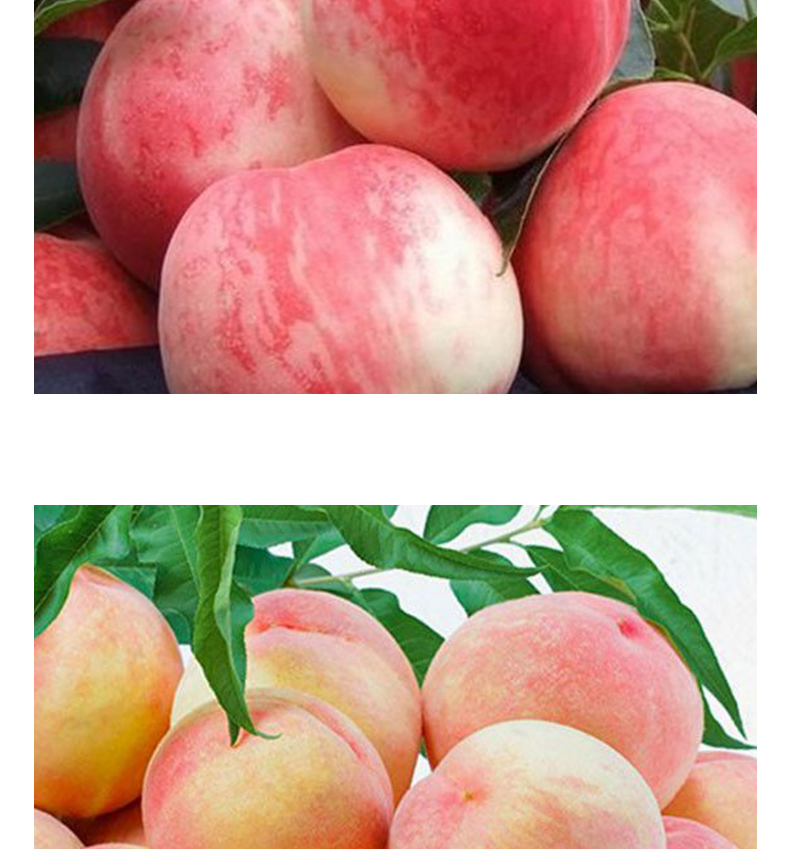 秦安水蜜桃甘肃天水特产桃子脆桃应季新鲜水果 10斤【图片 价格 品牌