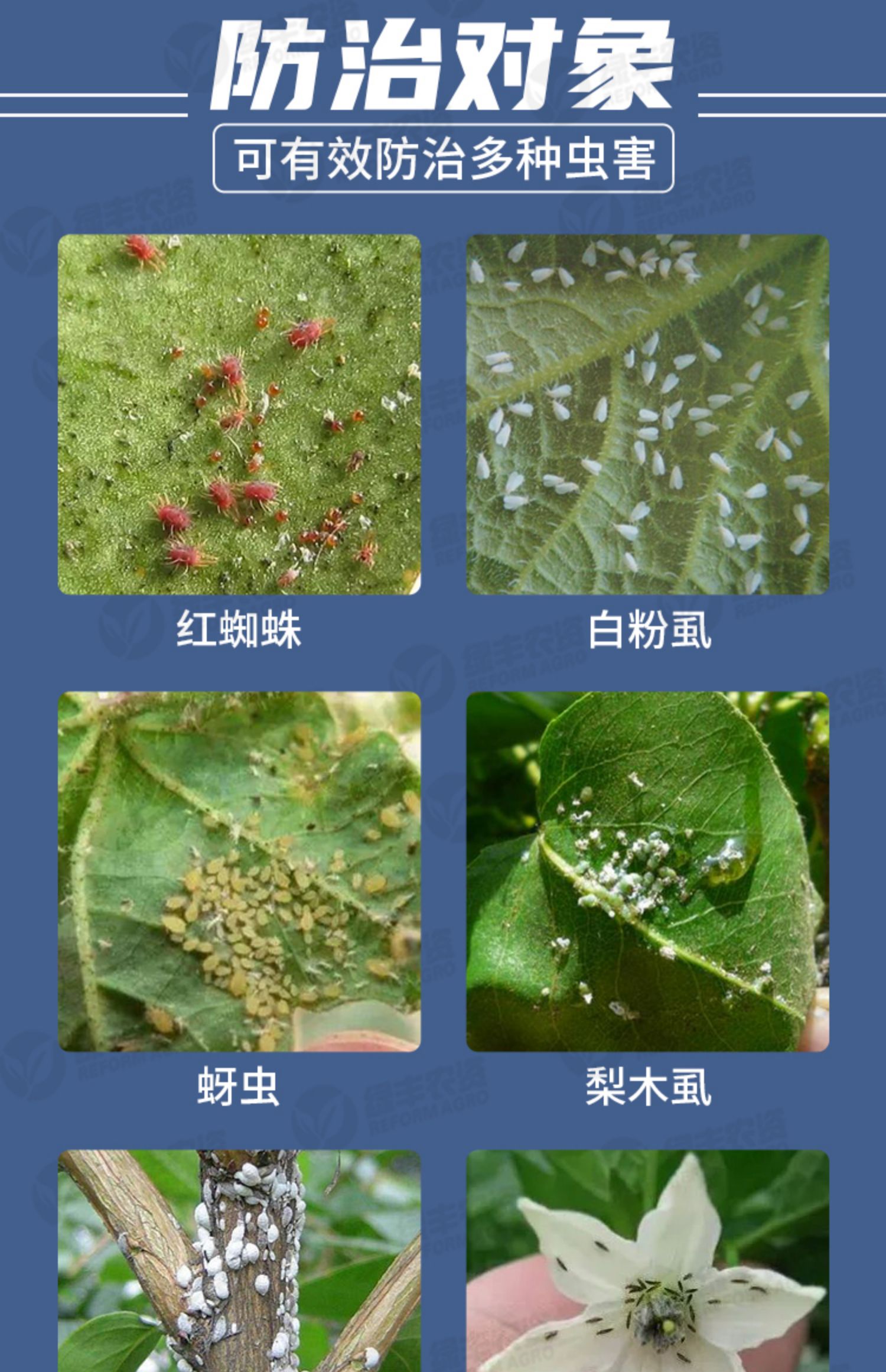 拜耳螺虫乙酯乙脂花卉红蜘蛛蚜虫介壳虫农药杀虫剂 100ml【图片 价格
