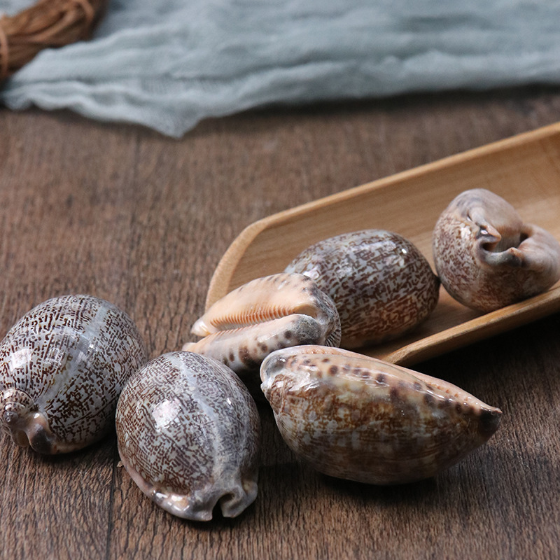 中药材紫贝齿500克紫贝文贝紫贝子南蛇牙齿螺阿拉伯绶贝【图片 价格