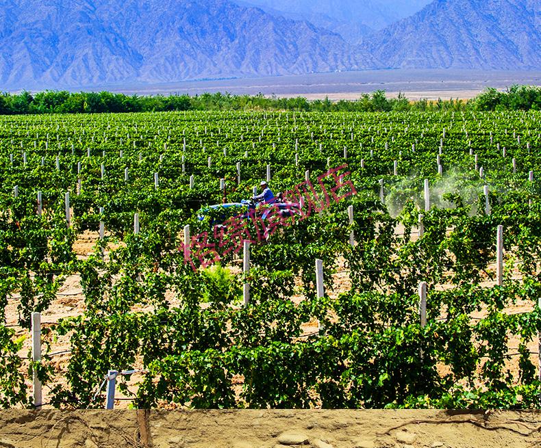 迦南美地小野马干红葡萄酒山海情宁夏红酒750ml