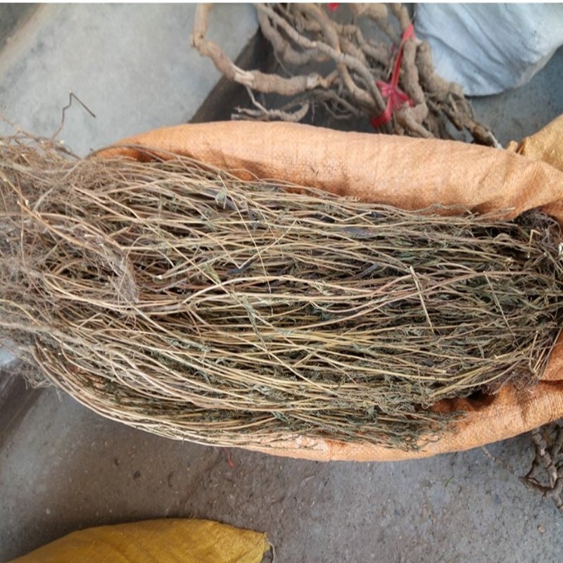 软 肝草 铁甲草天然新鲜中药材500g可磨粉益 肝草 己肝草【图片 价格
