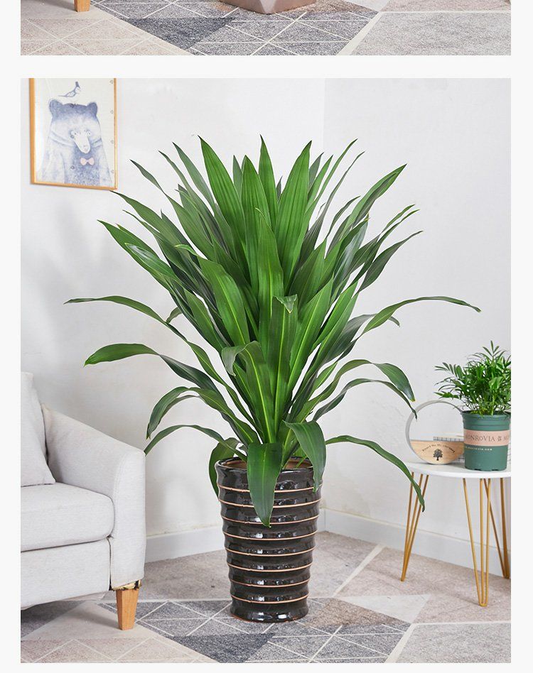 巴西铁盆栽青叶也门铁盆景铁树客厅走廊室内外植物吸常绿花卉 三颗高