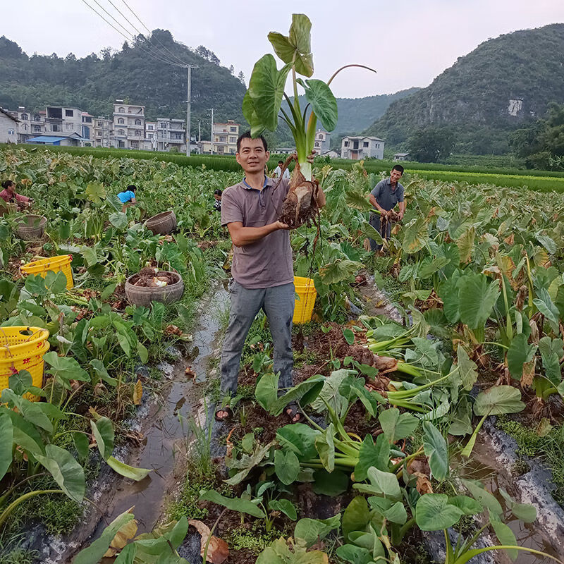 正宗頭種子廣西大芋頭種植苗香芋檳榔芋小芋頭秧現挖批發正宗頭種10個