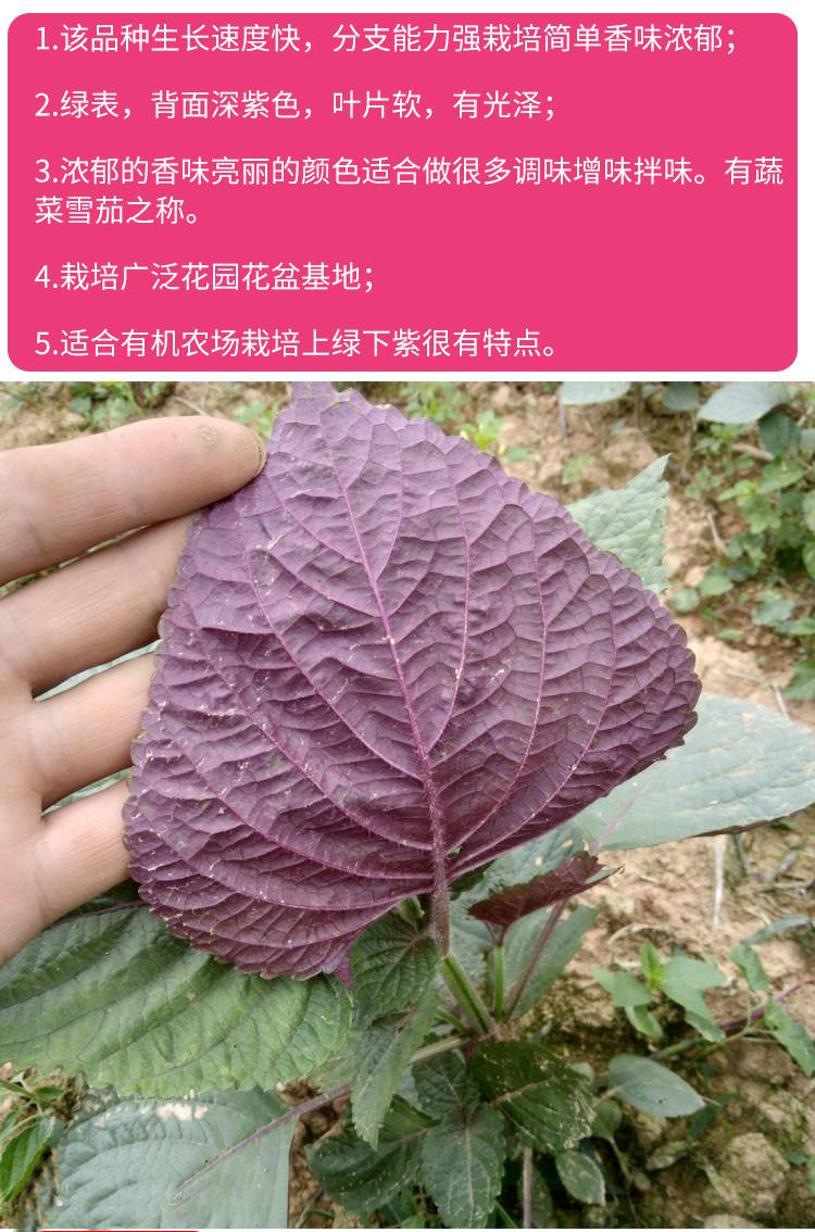 苏子叶种子 紫苏种子绿苏种籽食用苏子叶新鲜大叶阳台盆栽春季四季