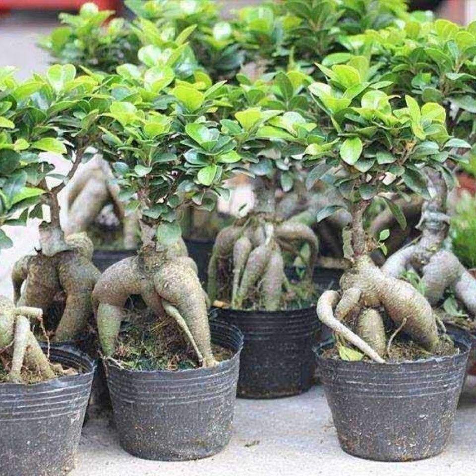 送货到家摇钱树三层榕树金钱榕娄底三层榕树盆栽绿植四季常青室内盆栽