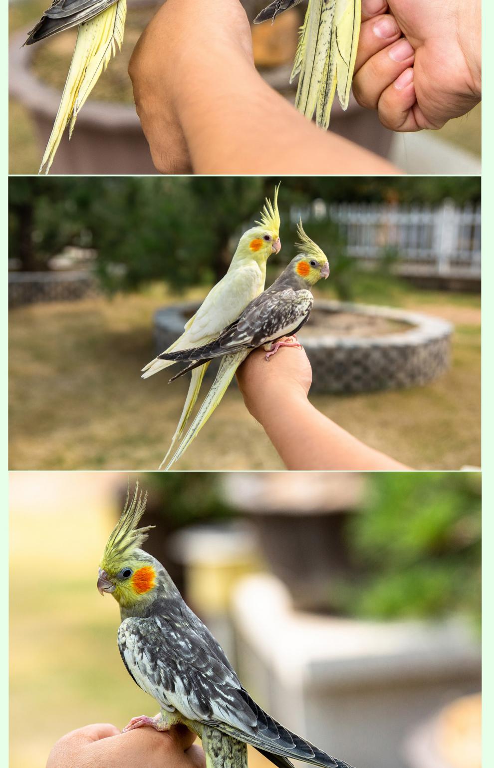 榮鬱玄鳳鸚鵡活體黃化玄鳳會學說話可繁殖鳥手養寵物一對活物鸚鵡活鳥