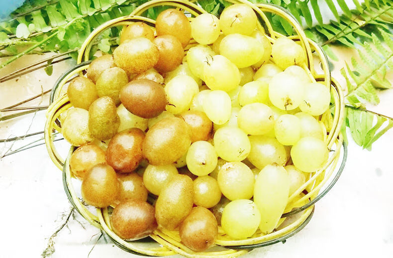 伟博贵州野生新鲜石黄皮中药材 深山现挖精选肾蕨子果化狗儿1份3斤装