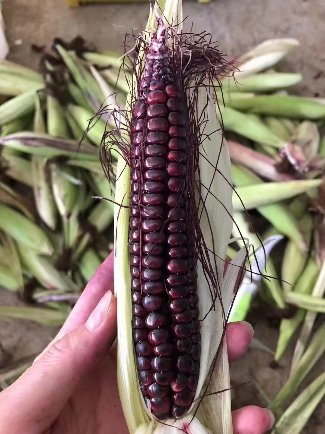 儿童辅食网红云南西双版纳傣家甜香糯小玉米迷你手指紫色拇指玉米