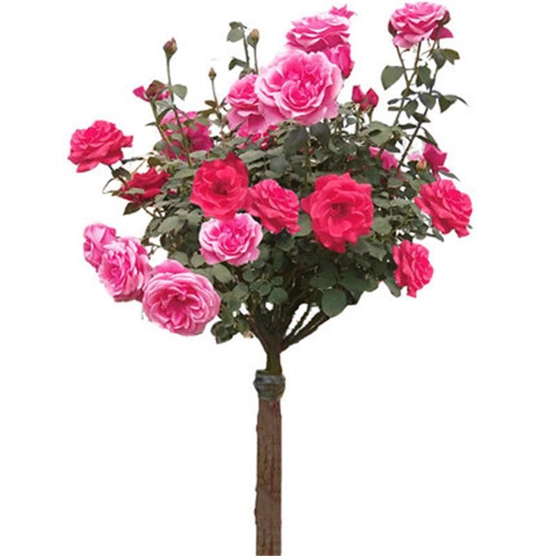 高杆花树庭院盆栽树桩大花月季四季开花浓香 嫁接树桩玫瑰月季盆栽地