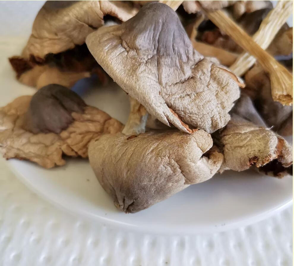 5折 云南鸡枞菌 100g/袋 鸡枞菌干货 云南特产 新货烘干鸡纵火把菇