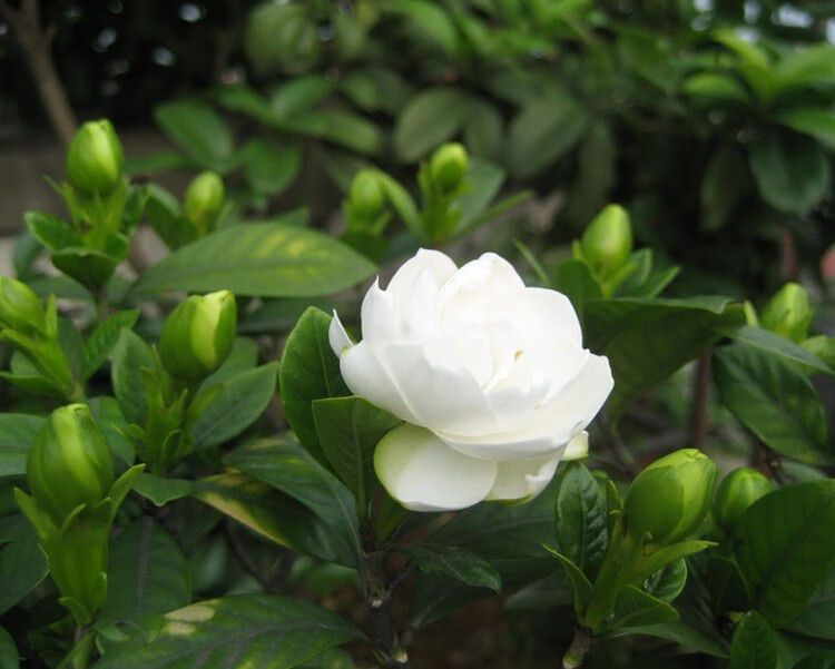 牡丹梔子花苗盆栽綠植花卉大小葉梔子花室內室外淨化空氣帶花苞四季