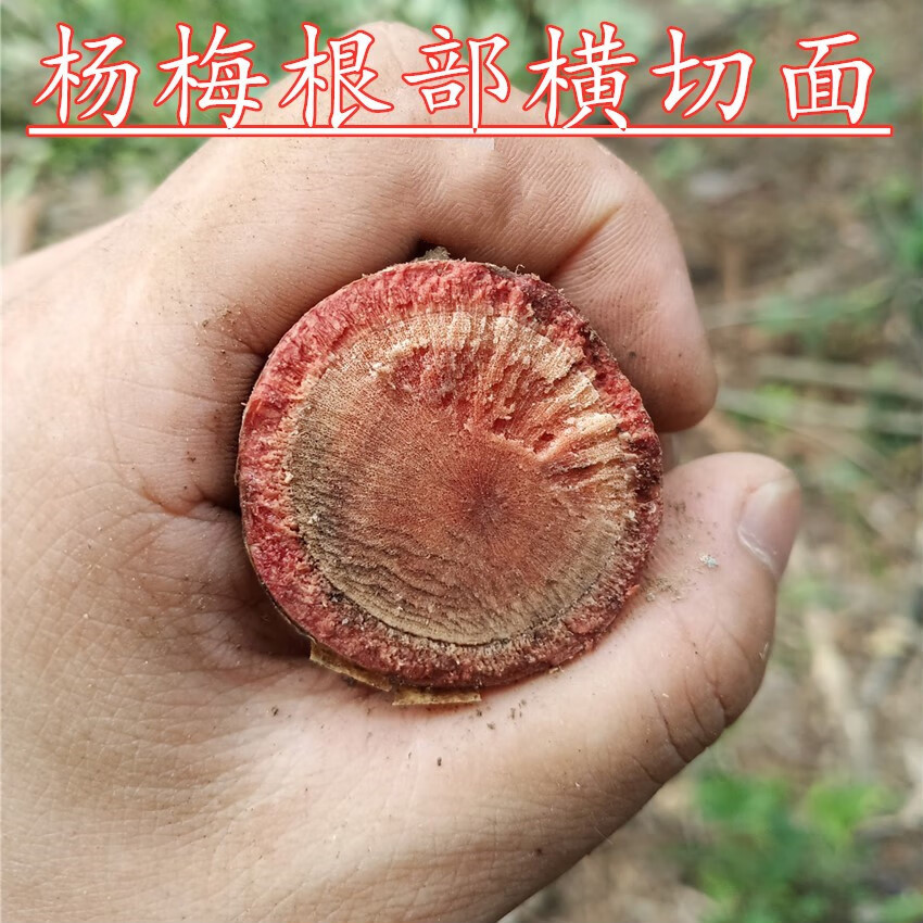 深山野生杨梅树根白杨梅根农家自采阳光晒干中药材500克