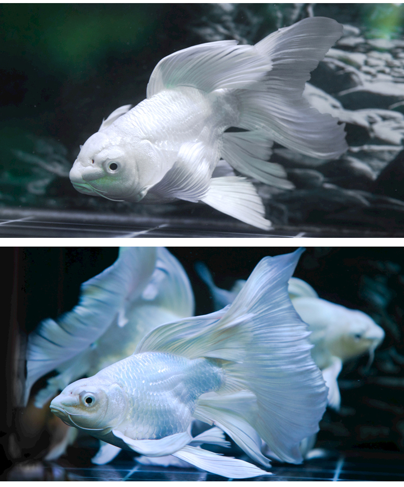 台湾蝴蝶鲤活鱼观赏鱼贵妃蝴蝶鲤纯种大鳍大尾冷水鱼球体球形贵妃普身