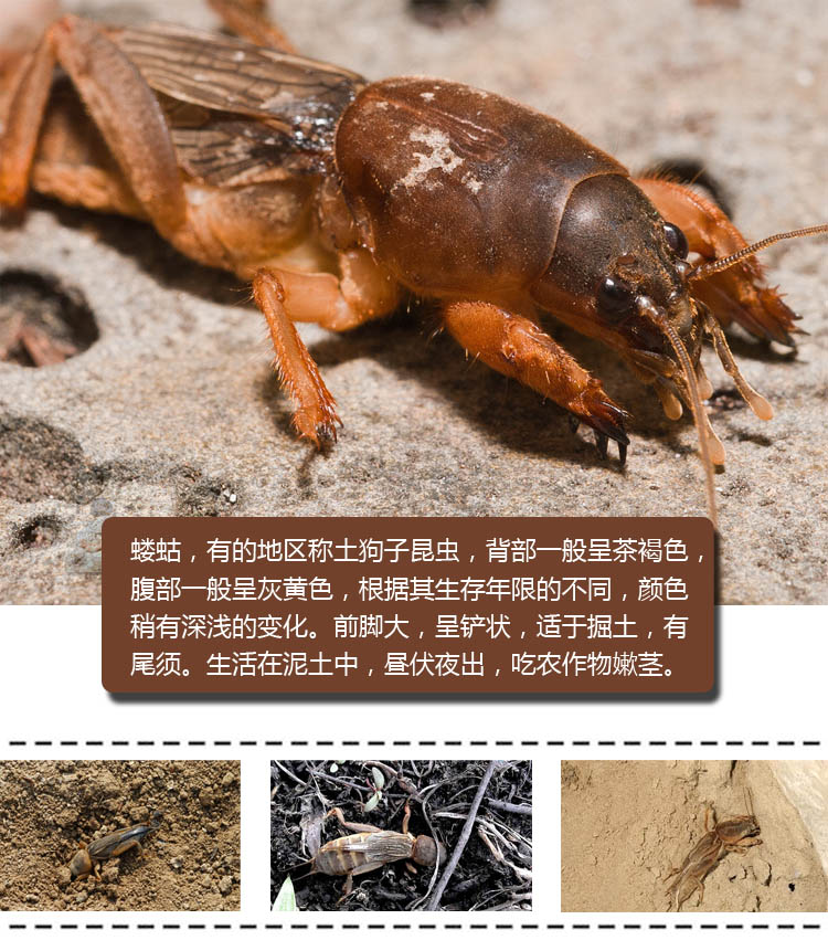 1斤新鲜速冻精选蝼蛄蝲蝲蛄土狗土狗仔食用昆虫