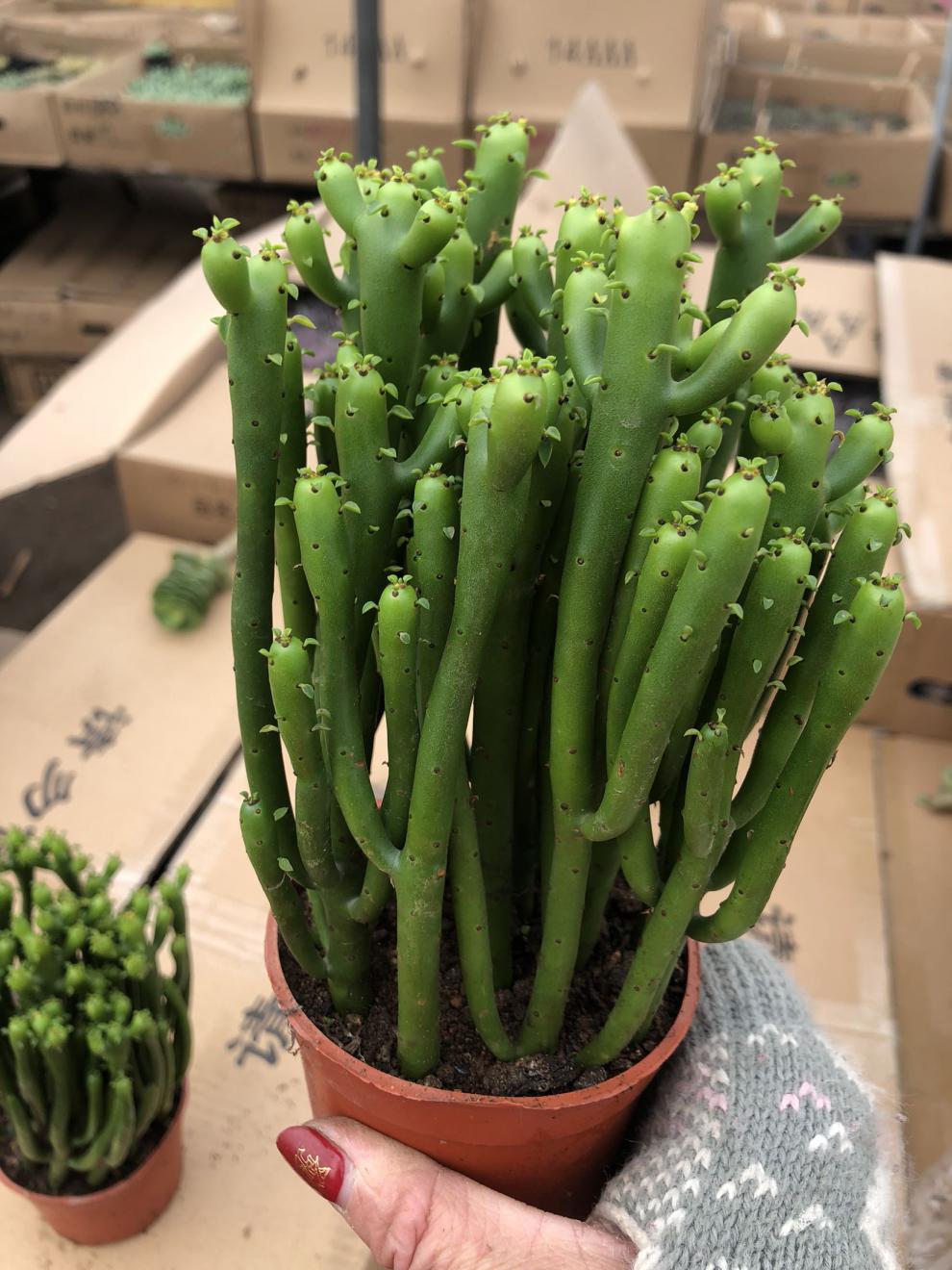 促销光棍树小盆栽绿珊瑚树彭瑚树多肉植物吸易养绿植 千手观音20厘米