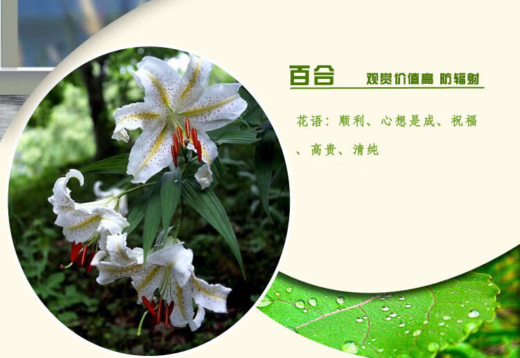 带字的百合花图片图片