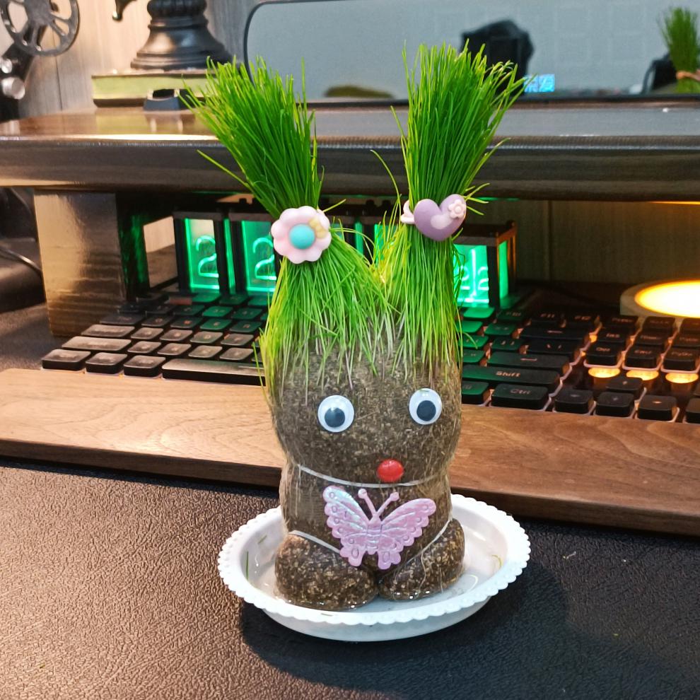 草头娃娃头上长草人小盆栽种植物浇水长头发迷你绿植儿童观察生长 2个