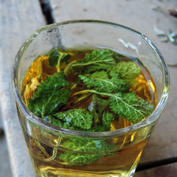 北京同仁堂原料蛤蟆草中药材 正宗新货蛤蟆草无硫无添加自然晒干新货