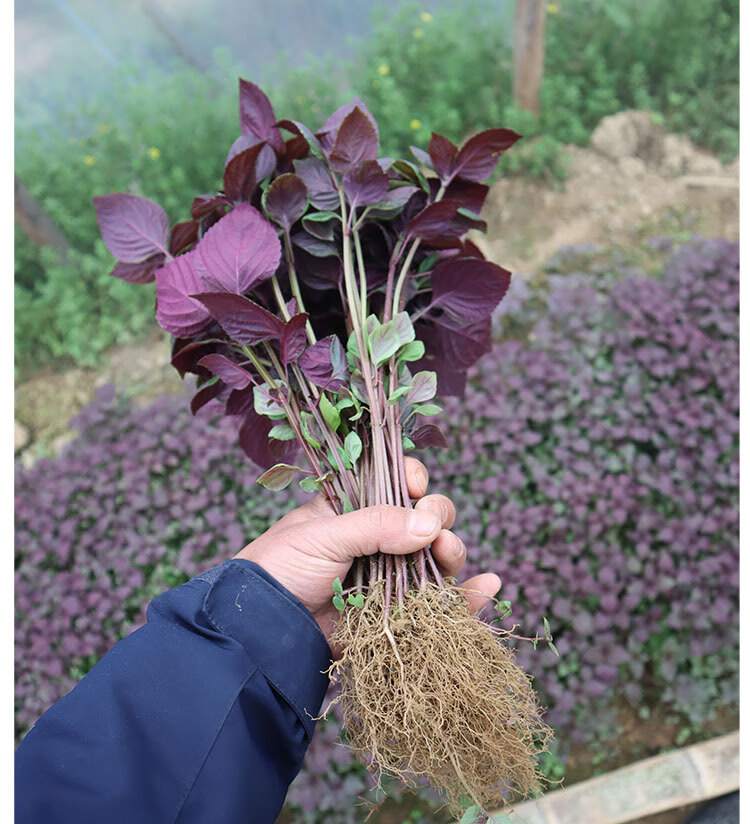 紫苏苗紫苏苗湖南岳阳本地双面紫苏新鲜可食用紫苏叶种植苗种栽30棵