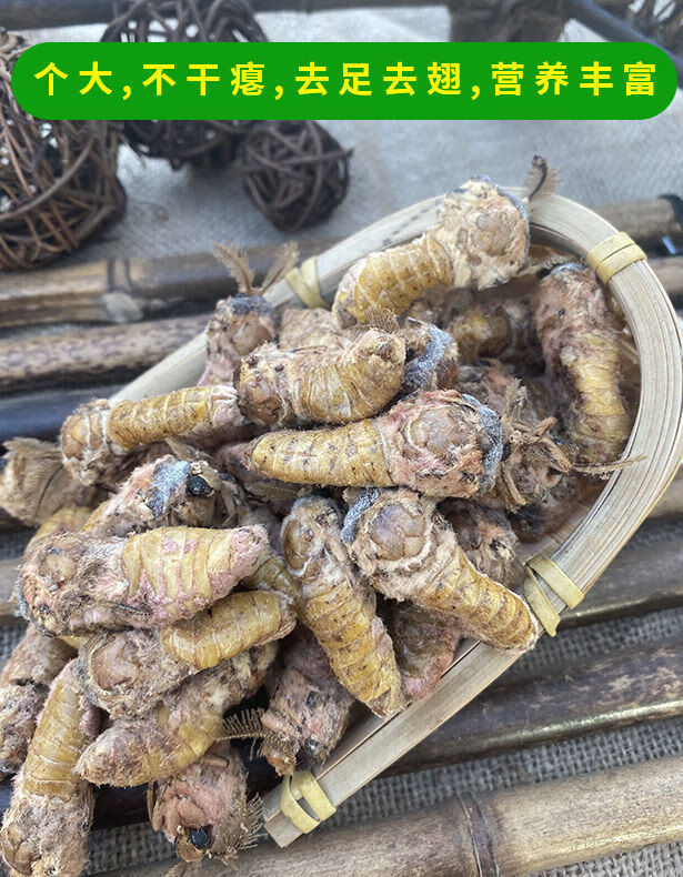 雄蚕蛾鲜活柞蚕雄蝉蛾公活体速冻未交尾不干瘪新货一斤