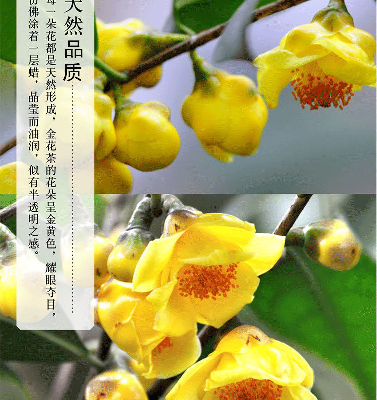 金花茶广西金花茶防城港十万大山冻干花农家茶农副产品大朵花 30克