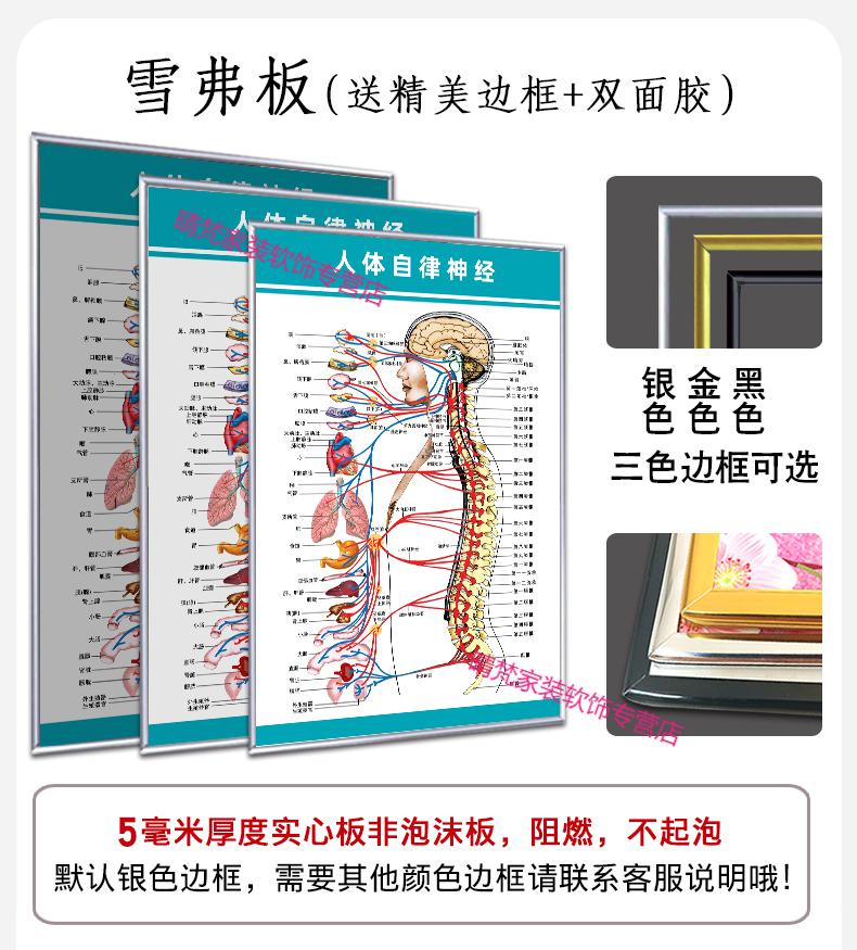 自營旗艦店人體解剖彩色學骨骼結構圖神肌肉五臟六腑淋巴示意解刨器官