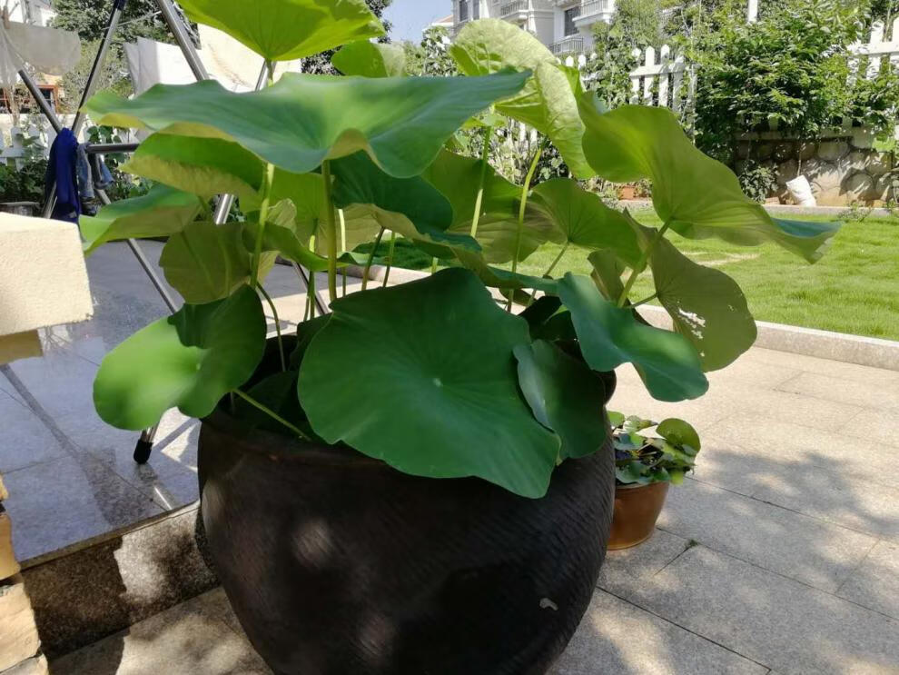 家用睡莲盆罐水无釉养乌龟鱼缸庭院荷花缸土陶造景大水缸sn8713 50